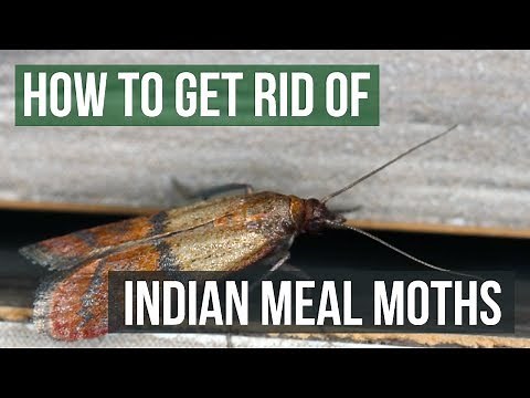 How to Get Rid of Indian Meal Moths (4 Easy Steps)