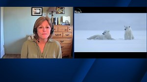 What's a grolar bear? Expert explains why we may see future swarms of hybrid animals