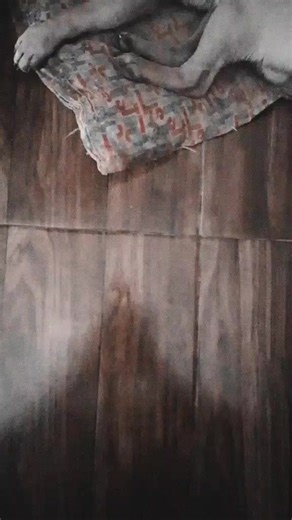 Taquito #elhombrequerompioelcorazonahundragon