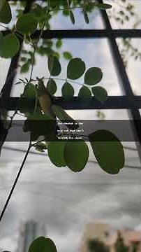 "Cheetah's Claws: Nature's High-Speed Design"