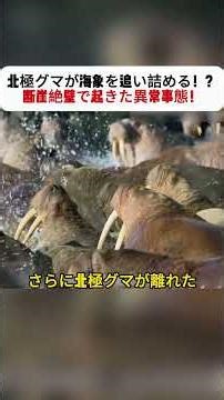 北極グマが海象を追い詰める！？ 断崖絶壁で起きた異常事態！ #北極グマ #セイウチ #野生動物 #自然界 #北極