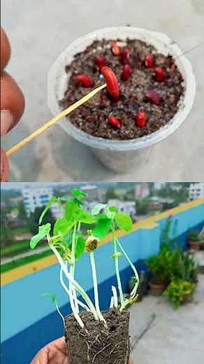 We will give you a guide to growing yard long beans || From seed to harvest #reels #gardening