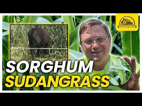 The Most Productive Cover Crop Is A Gamechanger: Sorghum Sudangrass