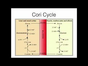 Glucose-Alanine Cycle: Pyruvate Recycling