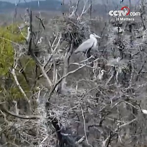 Spectacular video shows tens of thousands of birds gathering at an island in Beijing’s Miyun district. #HiChina #SeeChina #Chorusoflife | CCTV