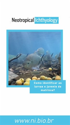 🐟 Conheça o matrinxã desde o comecinho da vida! 🌱✨ O matrinxã Brycon falcatus, um peixe superimportante na Amazônia — tanto para a pesca quanto para a dispersão de sementes 🌿🐟 — ainda tinha uma fase pouco conhecida: seu desenvolvimento inicial. Um novo estudo vem preencher essa lacuna 📘🔍, descrevendo em detalhe as fases larval e juvenil da espécie, usando características morfológicas, merísticas e análises de crescimento. Foram analisados 116 indivíduos (de 4,02 a 72,83 mm) coletados na su