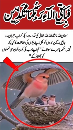 Signs of Allah’s Power | SubhanAllah | Emotional Islamic Video #divineorder #invocation #holyname