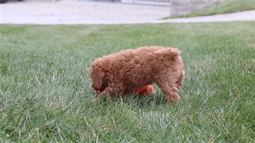 Labradoodle puppy for sale
