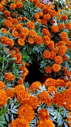 #peace #trending #flowergarden #homegardening #travelvideo #flowers #naturelovers #india #gendaphool