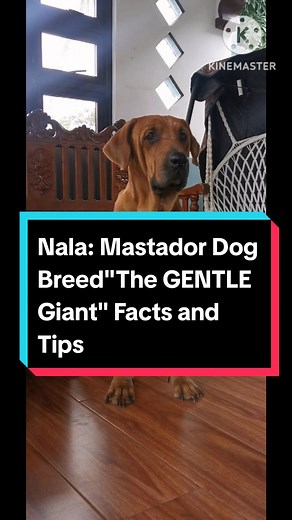 Mastador Dog Breed: The Gentle Giant Care Tips