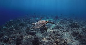 Green sea turtle swims underwater in the deep blue ocean over corals.