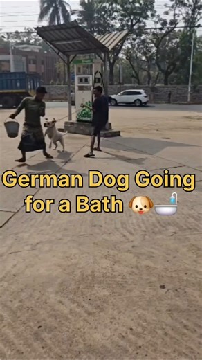German Dog Finally Goes for a Bath 🐶🛁😂