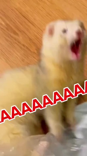 Fun and Funny Ferret Videos on TikTok