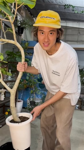 観葉植物を守るコバエ対策ガイド