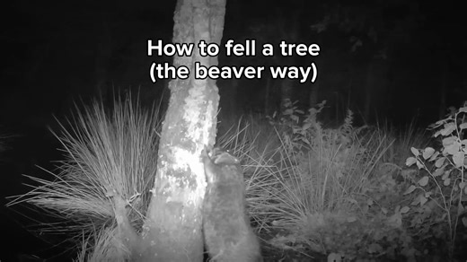 8.4K views · 192 reactions | How to fell a tree… the beaver way 嶺 Our (slightly condensed) camera trap footage shows weeks of determined work on this tree, including some kit cuteness, before it finally comes down. Make sure to follow our page to see what happens to the tree now that it’s fallen…  | Cornwall Beaver Project | Facebook