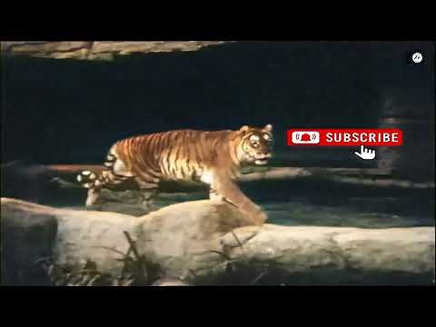 Caspian Tiger video colorized by AI [TEST] - Soraya (Caspian tigress) from Hamburg Zoo, 1959.
