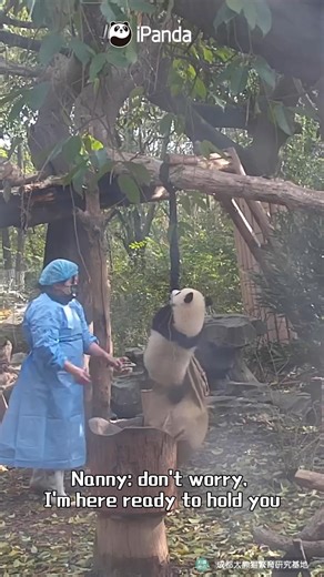 Today’s Panda Observation Note focuses on a panda baby with strong arm strength. Very impressing. (Yun Wu, Hot Dry Noodles & Chengdu Egg Pancake) #HiPanda #ChengduPandaBase #PandaMoment #PandaOfToday #BestJobInTheWorld For more panda information, please check out: https://en.ipanda.com | iPanda