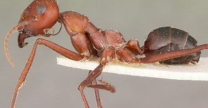 Wiggly line out, straight line home: New robot navigates like an ant