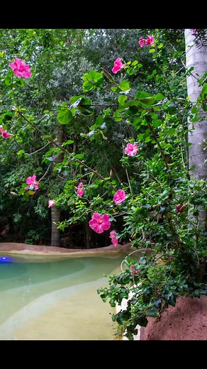 Hibiscus at The Lost Spring   Part of The Lost Spring experience...