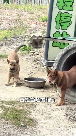 Heartbreaking: Dog's Tragic Workplace Death Captured on Camera