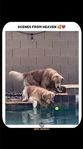 Dogs playing with ball | Golden retriever playing #dog #goldenretriever