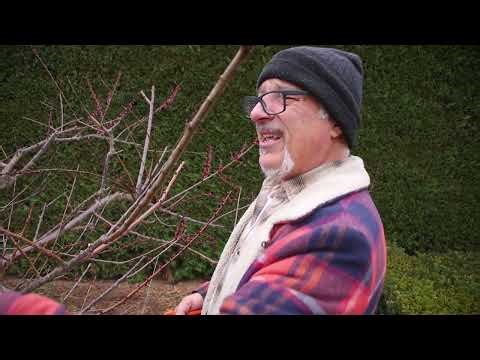 Pruning my apricot tree
