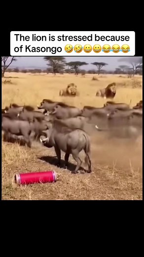 The lion is stressed because of one warthog 😭💀#gazelle #kasongoyeyeyoriginal #kasongo #kasongoyeye #kasongoyeyey
