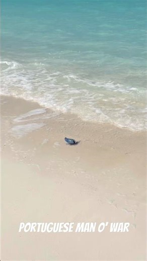Portuguese man o’ war