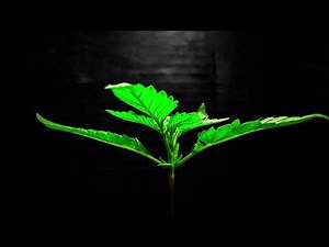 Marijuana Plant Time-Lapse Growing