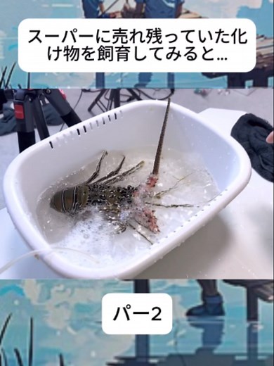 スーパーで見つけた“化け物”を飼育してみた記録