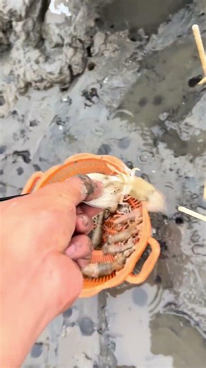 Mantis Shrimp Catching Technique – Smart Coastal Fishing 🦐🌊