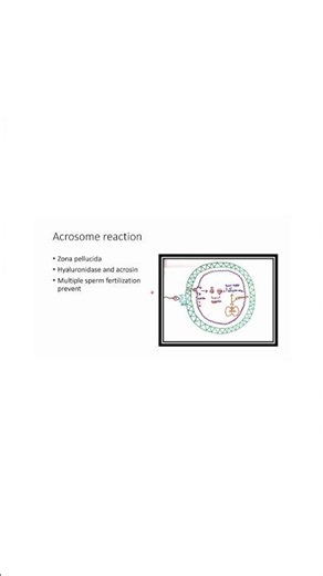Acrosome reaction