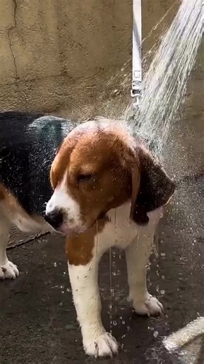 Bath Time Credit📷: loki.chan.the.beagle On TikTok | Beagle Unity