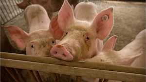 China is killing many of its pigs because of a gruesome and incurable fever