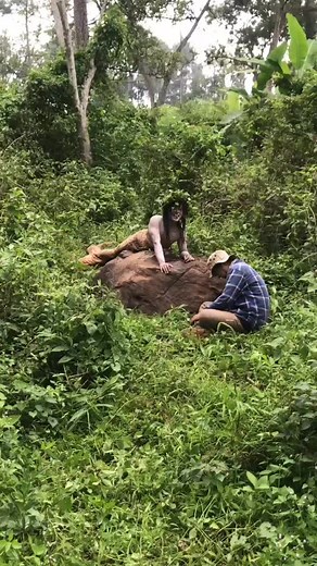 Gempa Tuban dan Munculnya Ular Siluman di Mojokerto