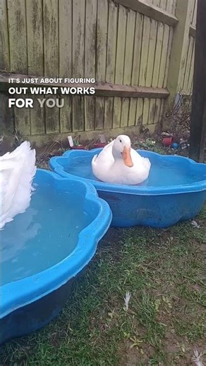 the reason I use paddling pools instead of a pond #pekinducks #duckpond #duckcare