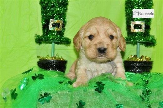 George - Golden Cocker Retriever Puppy D33ED8