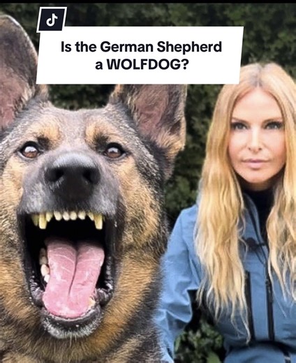I’ve been asked this question so many times over the years I’ve worked with wolves, wolfdogs, and German Shepherds. Are German Shepherds actually wolfdogs in disguise? Some people genuinely believe the German Shepherd still carries up to 20% modern grey wolf DNA — that the name was changed, the history rewritten, and the wolf quietly hidden. So I decided to do something properly. I’ve gone on a genetic deep dive — looking at real DNA data, breeding history, and the science behind how this breed 