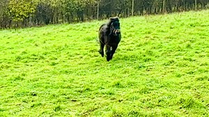 4.2K views · 999 reactions | Go Patrick Go  | The Adventures Of Patrick The Pony | Facebook