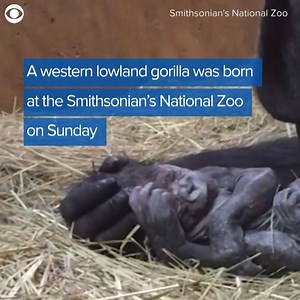 21K views · 862 reactions | The Smithsonian’s National Zoo in Washington, D.C. is celebrating the first western lowland gorilla birth in nine years. His name is Moke, which means junior or little one. | 10TV - WBNS | Facebook