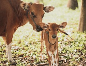 Top Most Profitable Cow Startup Business Ideas