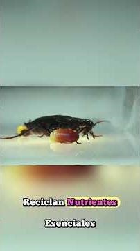 EPISODIO 11 — Blattodea Más allá de las cucarachas #curiosidades #sabiasque