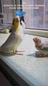 Coockie song teaching #Lovely #birds #funnyreels #funny #viral | Birds Shorts