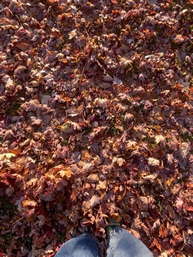 Jessy Schram on Instagram: "A little breath and a rescue butterfly."