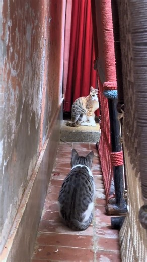 #sonic #sonicthehedgehog #shadow