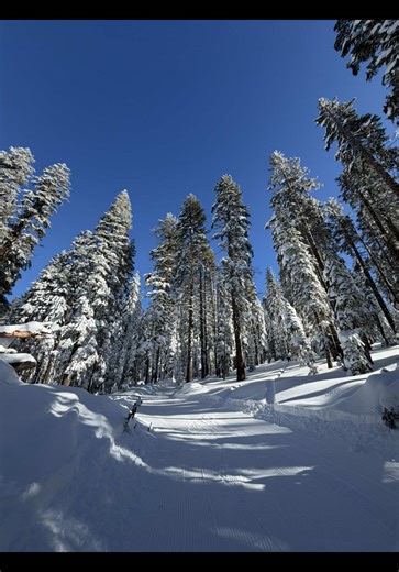 Snow Conditions at Dodger Ridge Ski Resort