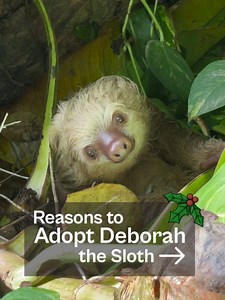 118 reactions · 5 comments | The Sloth Conservation Foundation on Reels | Facebook