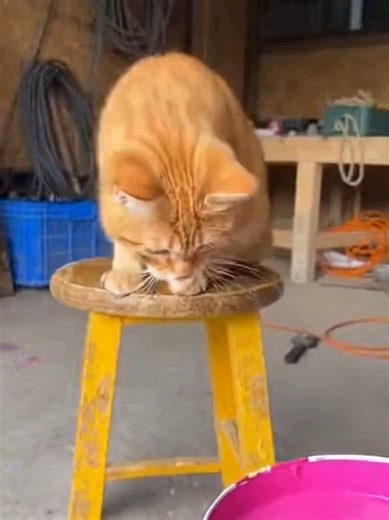 Curious Cat Discovers New Color in Paint Bucket