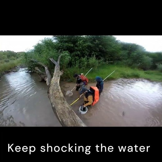 🎣 Day in the Life of a Native Fish Biologist on the Blue River 🌊
