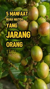 5 Manfaat Buah Matoa Yang Jarang Orang Tahu. #hidupindah #matoa #buah | Hidup Indah
